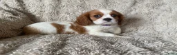 Cavalier King Charles Spaniel dogs for sale: Cavalier King Charles puppies - Advert 4