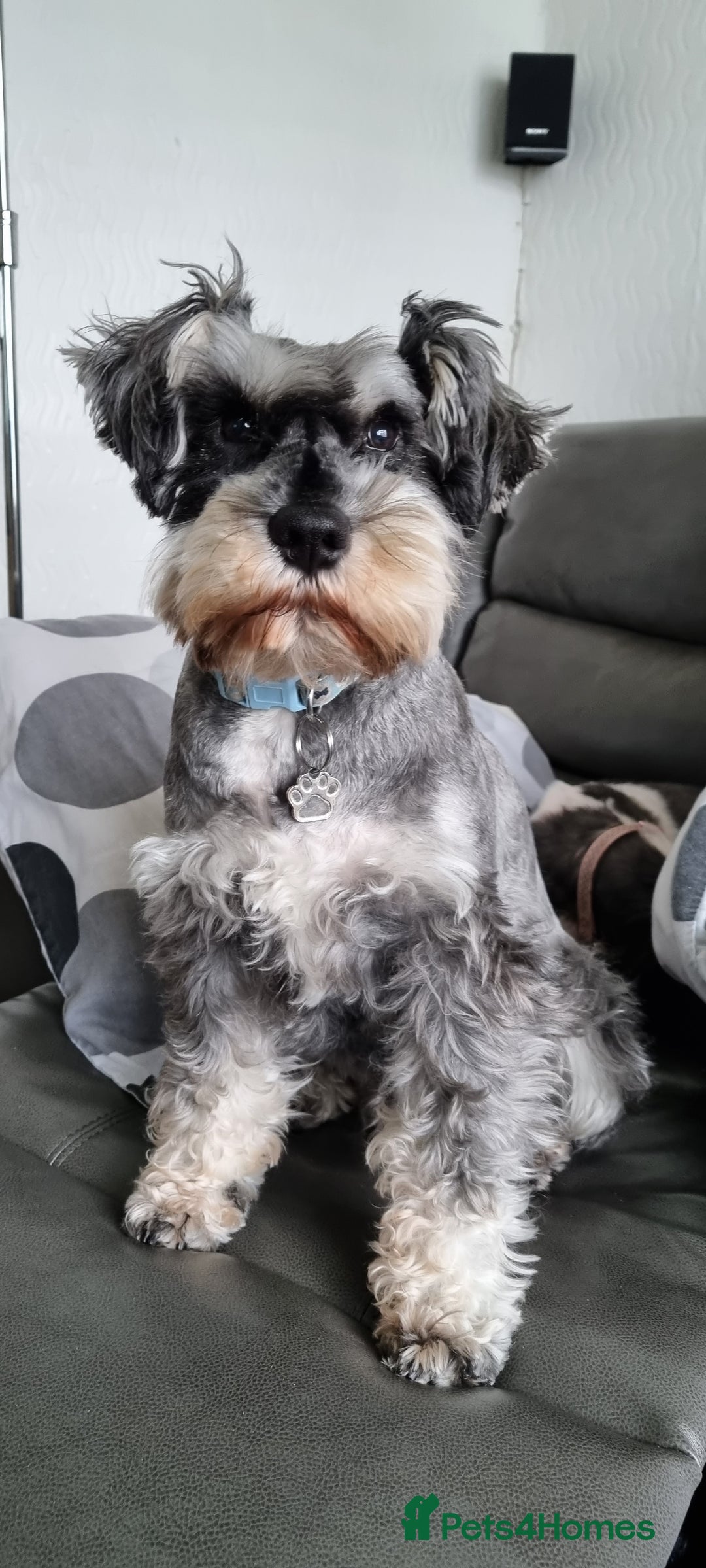 Miniature Schnauzer dogs for stud: stunning Kc registererd proven miniature schnauzer in Wolverhampton - Advert 9