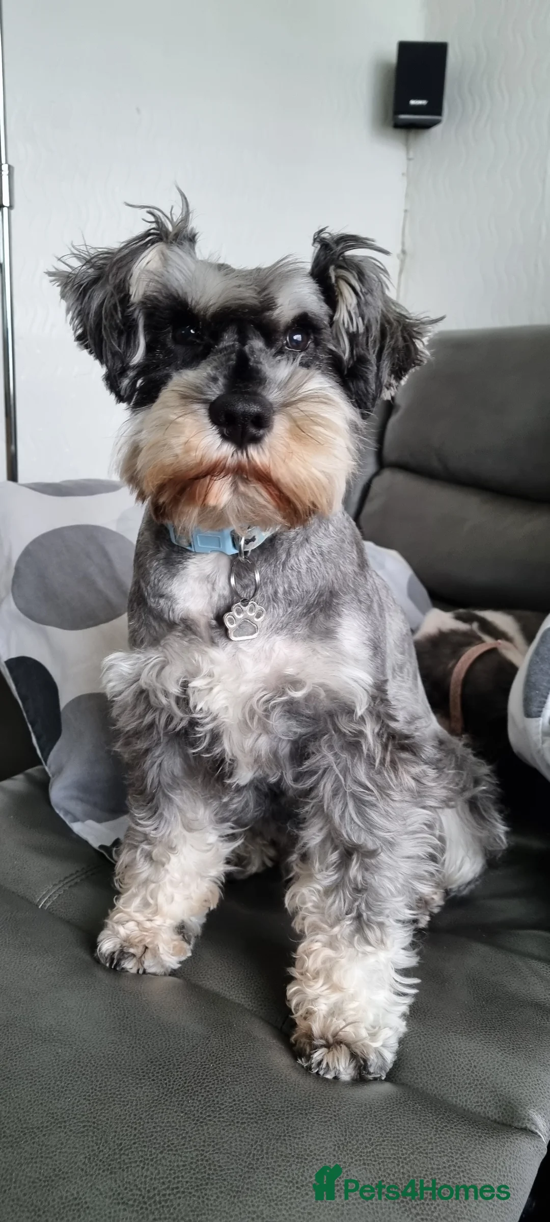 Miniature Schnauzer dogs for stud: stunning Kc registererd proven miniature schnauzer in Wolverhampton - Advert 9