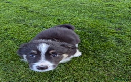Border Collie dogs for sale: 5 Beautiful Working Border Collie Pups - Image 3