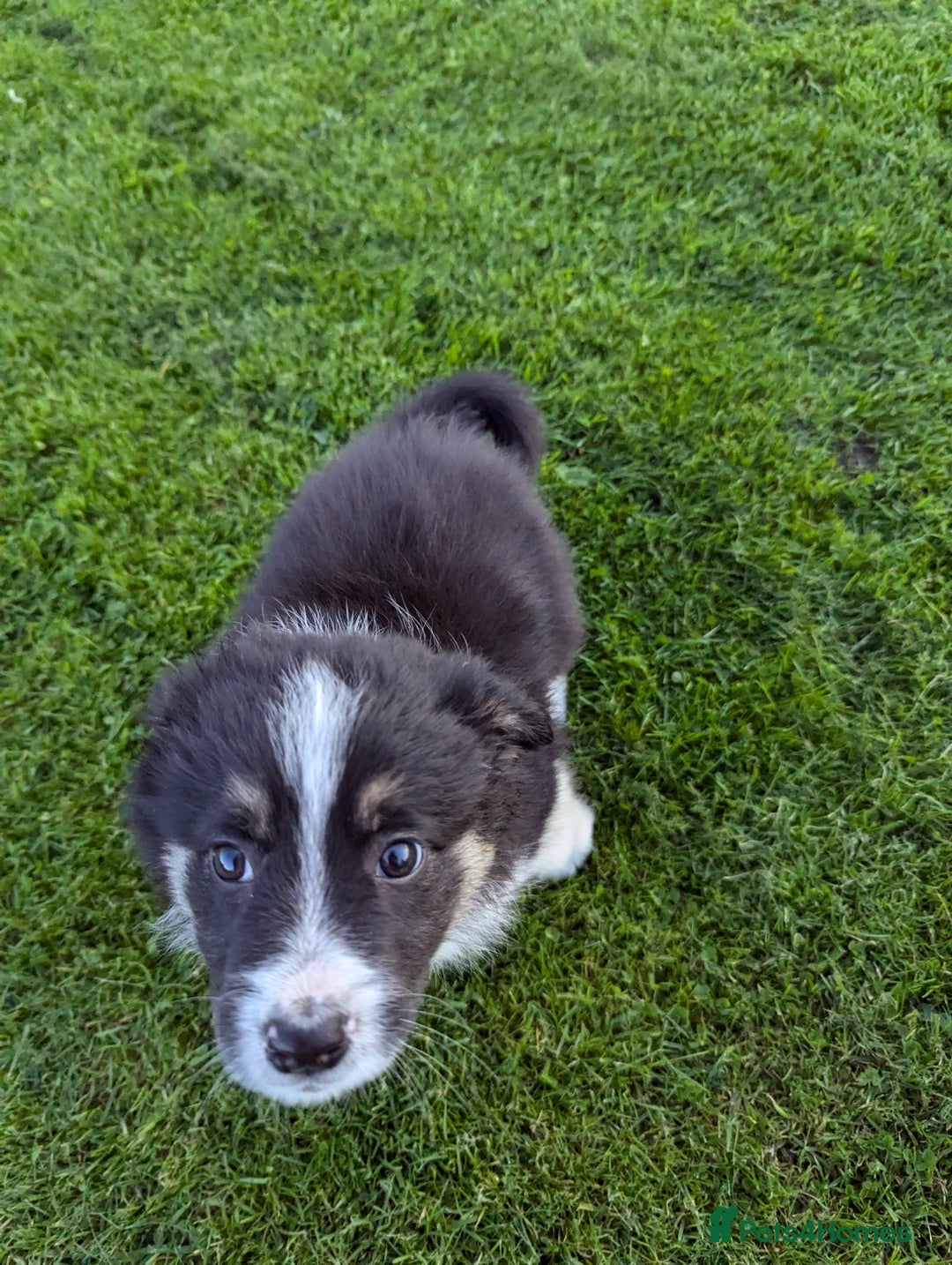 Border Collie dogs for sale: 5 Beautiful Working Border Collie Pups - Image 3