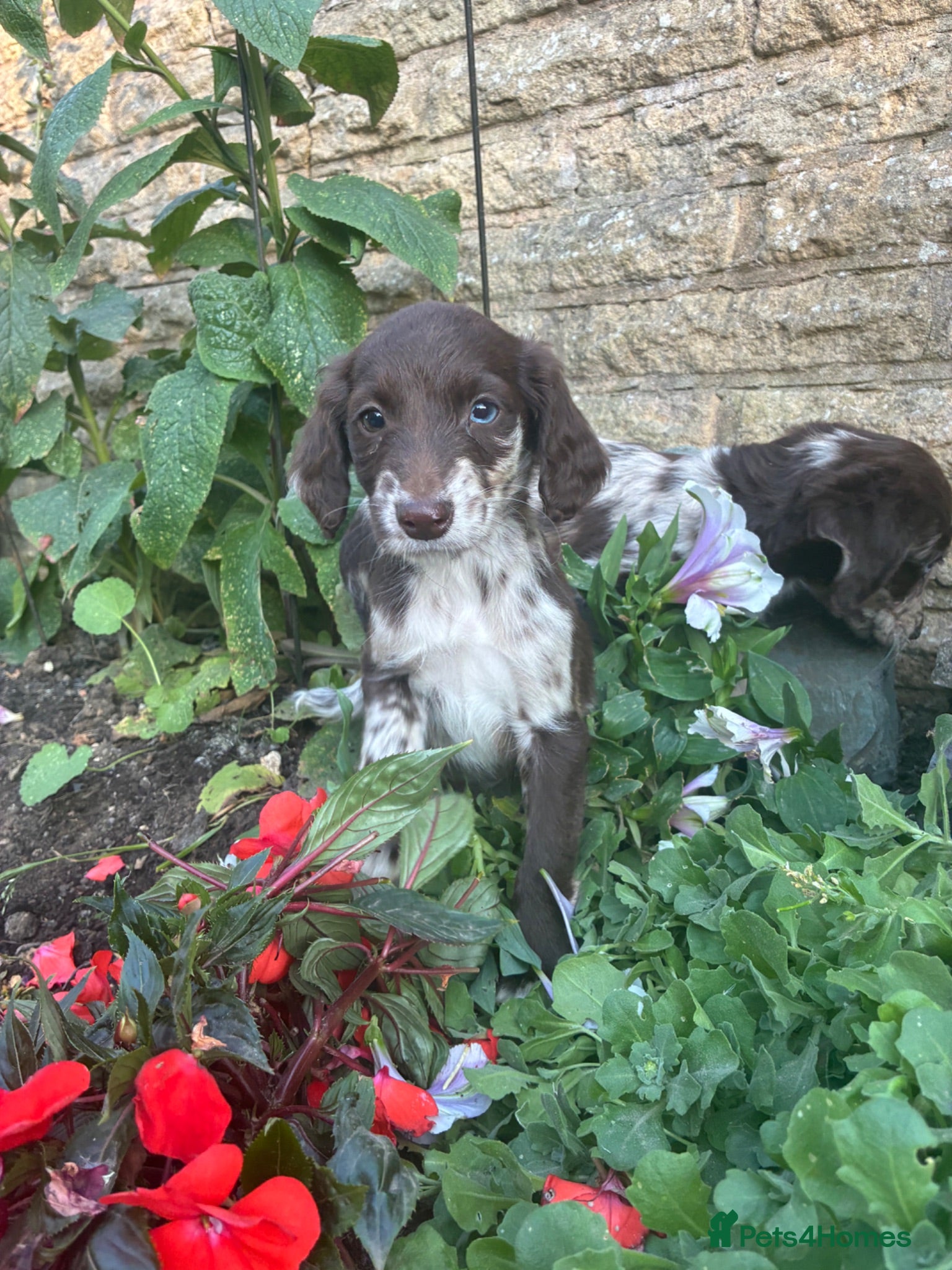 Sprocker dogs Puppies  - Advert 1