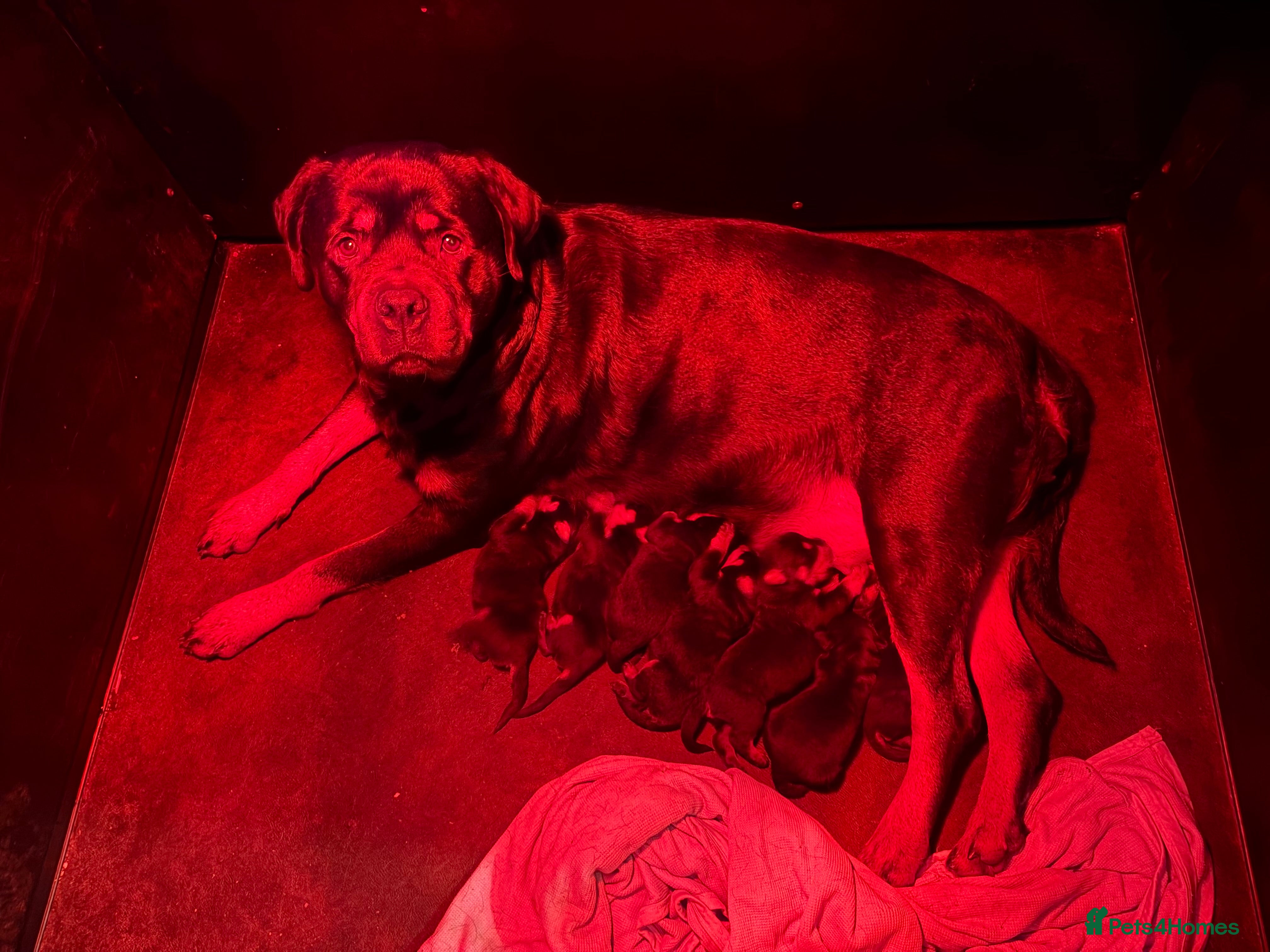 Rottweiler dogs Stunning KC chunky Rottweiler puppies for sale  - Advert 7