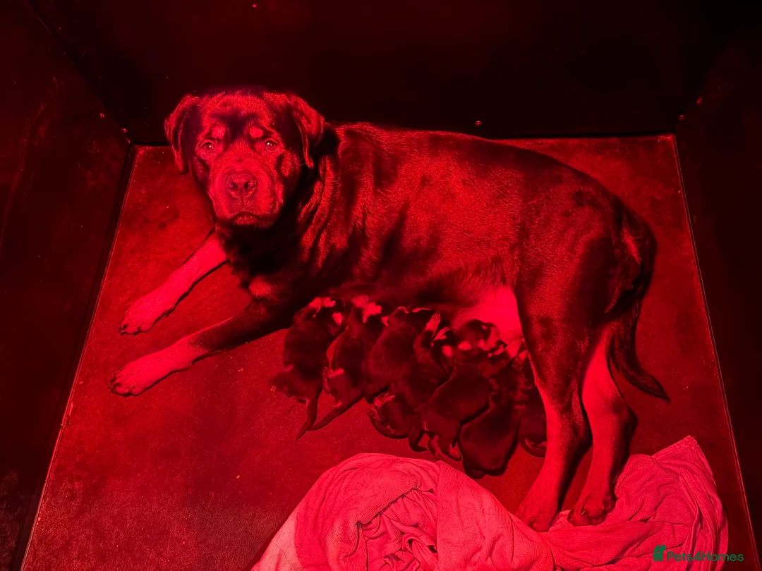 Rottweiler dogs for sale: Stunning KC chunky Rottweiler puppies for sale  - Advert 2