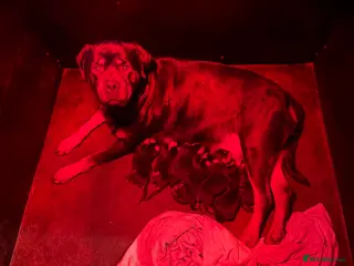 Rottweiler dogs Stunning KC chunky Rottweiler puppies for sale - Advert 7