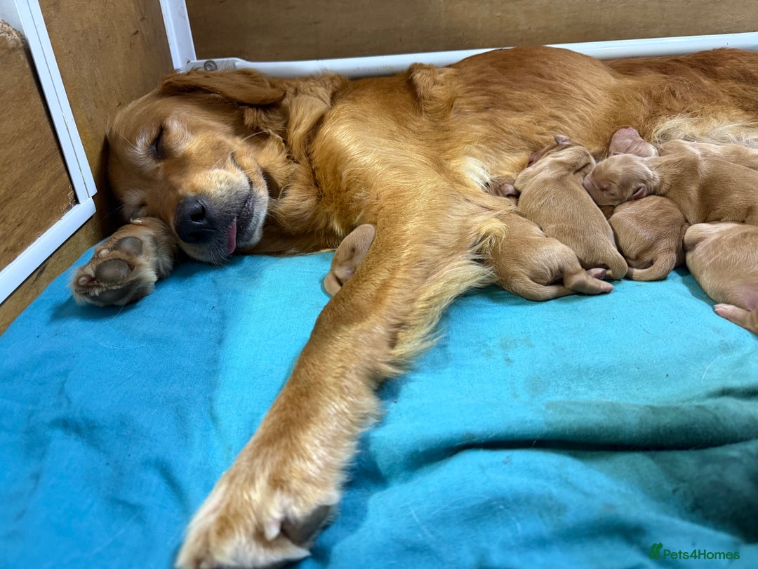 Golden Retriever dogs for sale: FOX RED WORKING GOLDEN RETRIEVERS- 5 STAR BREEDERS - Image 10