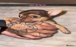 Chihuahua dogs for sale: 3 beautiful chihuahuas 2 girls 1 boy left  - Image 9