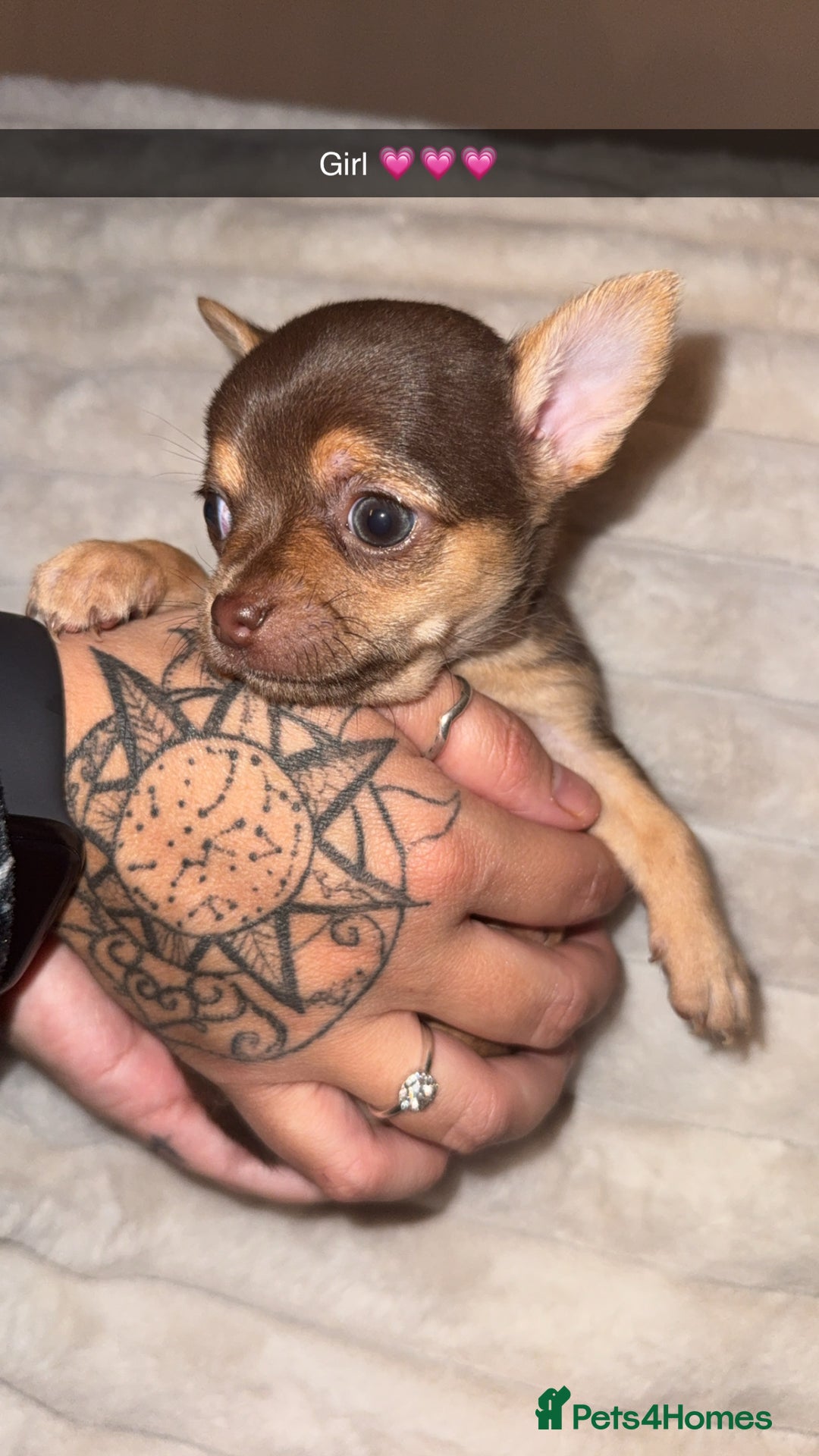 Chihuahua dogs for sale: 3 beautiful chihuahuas 2 girls 1 boy left  - Image 9