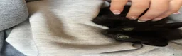 Mixed Breed cats for sale: 5 female kittens for sale - Advert 14