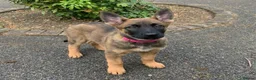 Belgian Shepherd Dog dogs for sale: Elite Malinois x Dutch Shepherd Puppies  - Advert 3