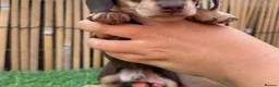 Miniature Dachshund dogs for sale: LOVELY MINIATURE DACHSHUNDS PUPPIES FOR SALE in St Andrews - Advert 3