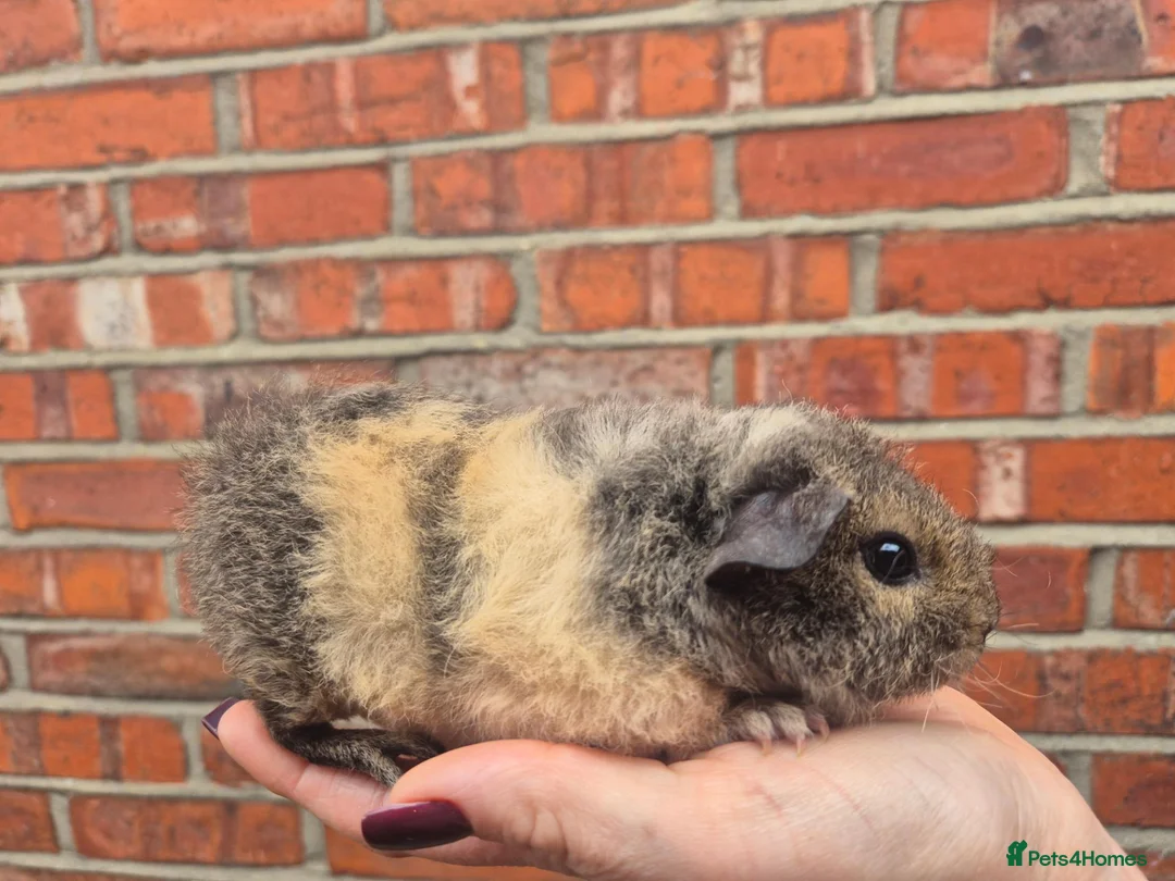Guinea Pig rodents for sale: Various age piggies for sale - Advert 14
