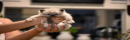 Ragdoll cats for sale: Blue Point Ragdolls | Celestial Litter - Advert 15