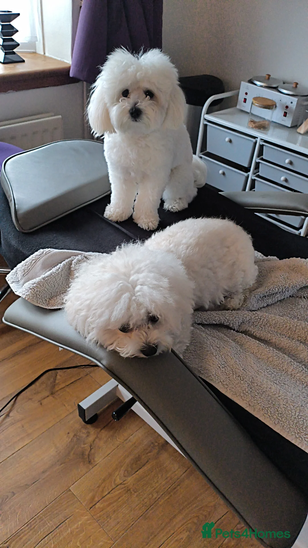 Mixed Breed dogs for sale: Bichon frise with maltipoo  - Advert 1
