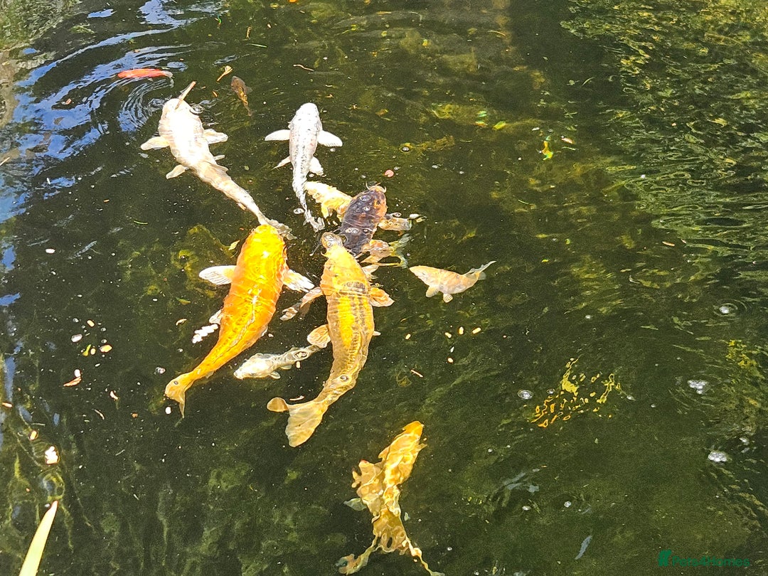 Koi Carp fish for sale: Mixed koi avaialble - Image 2
