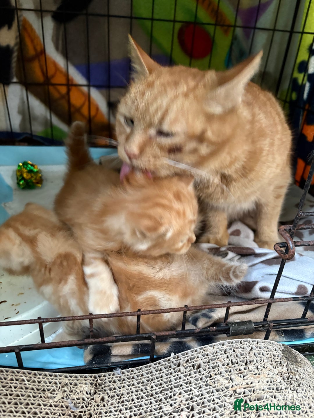 Mixed Breed cats for sale: 7 kittens looking for new home!  - Image 6