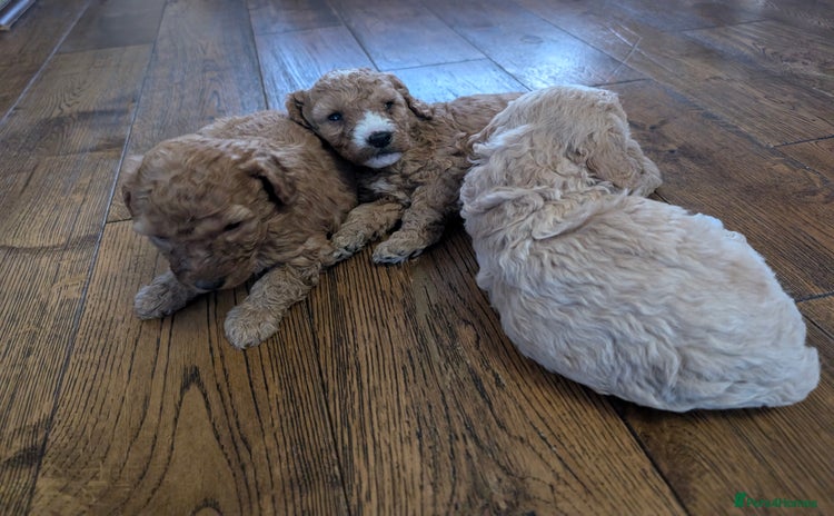 Labradoodle dogs - Advert 1