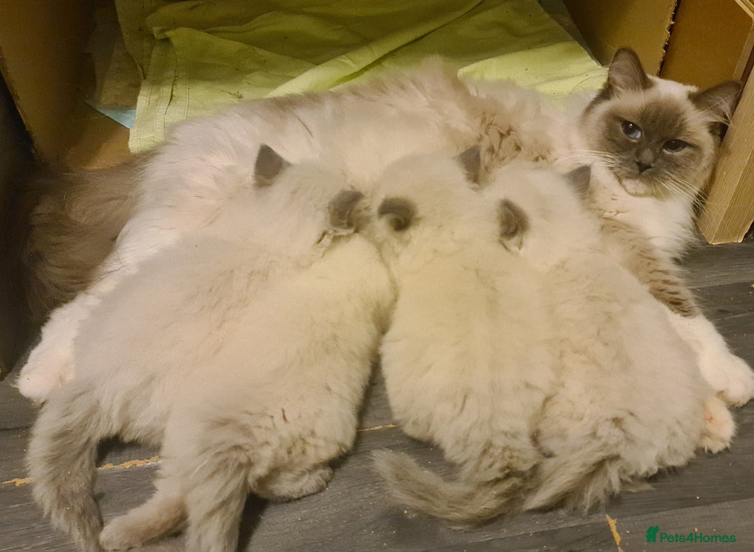 Ragdoll cats for sale: GCCF registered ragdoll kittens - Advert 15
