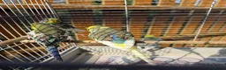 Budgerigars birds for sale: Budgies for sale.  - Advert 2
