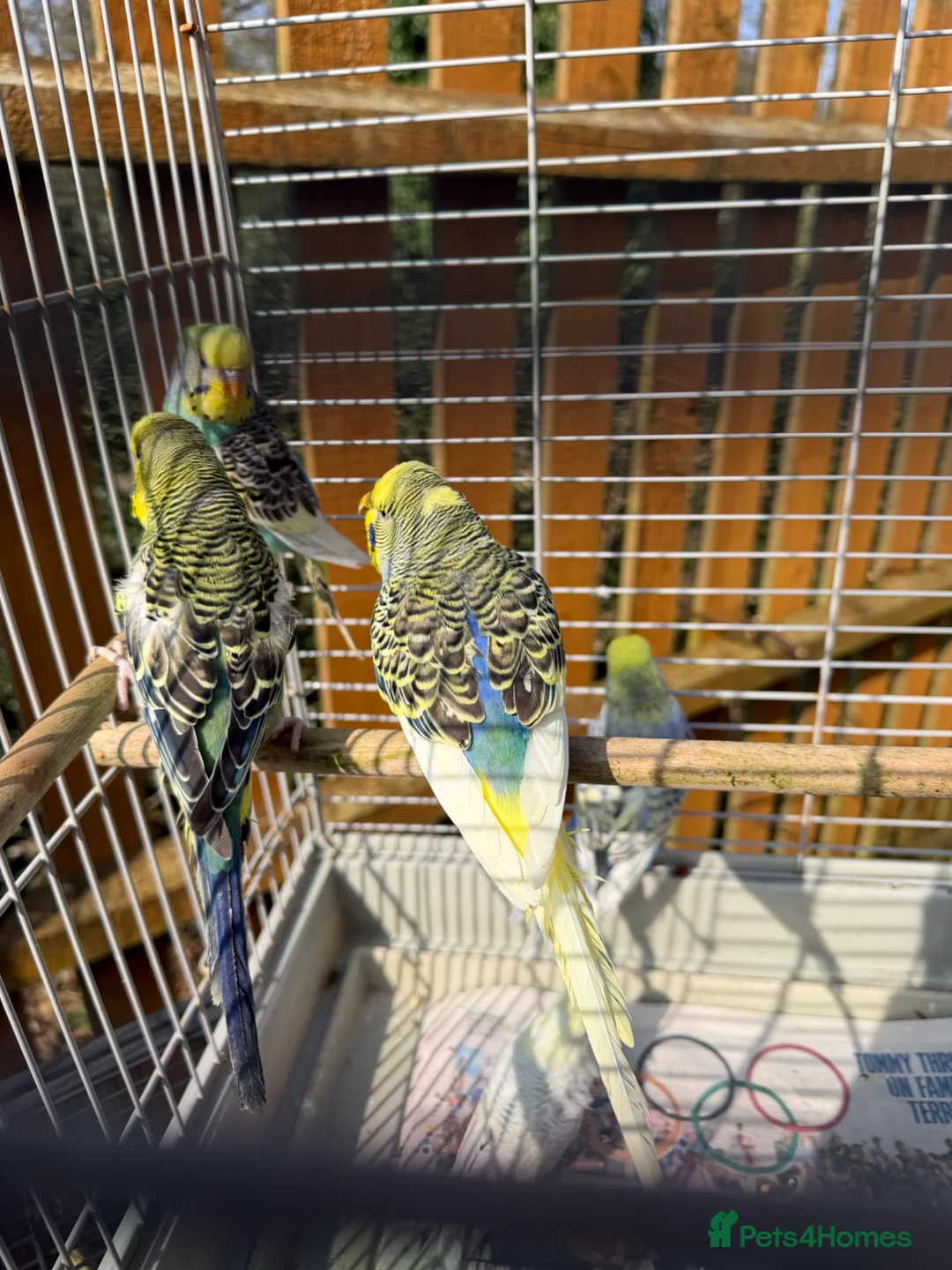 Budgerigars birds for sale: Budgies for sale.  - Advert 2