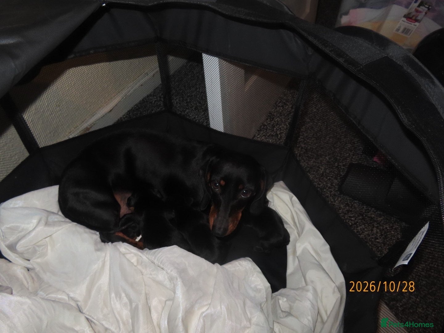 Dachshund dogs for sale: Lovley dashound puppies  - Advert 3