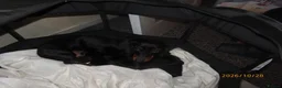 Dachshund dogs for sale: Lovley dashound puppies  in Musselburgh - Advert 1