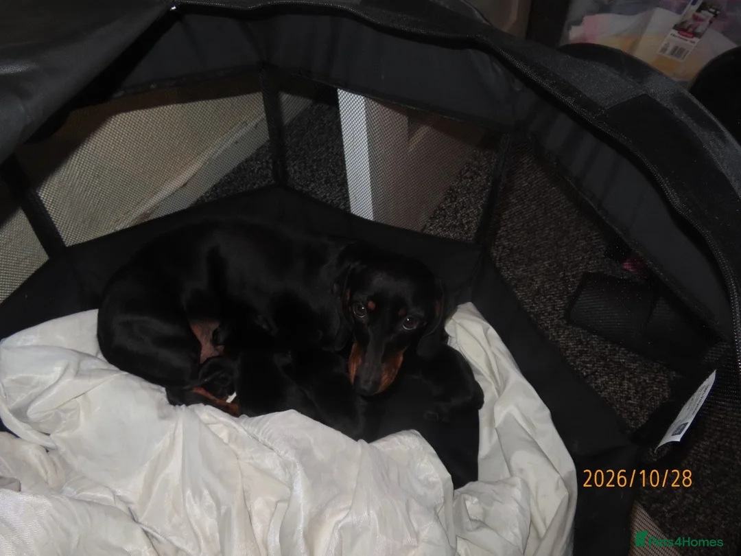 Dachshund dogs for sale: Lovley dashound puppies  in Musselburgh - Advert 1