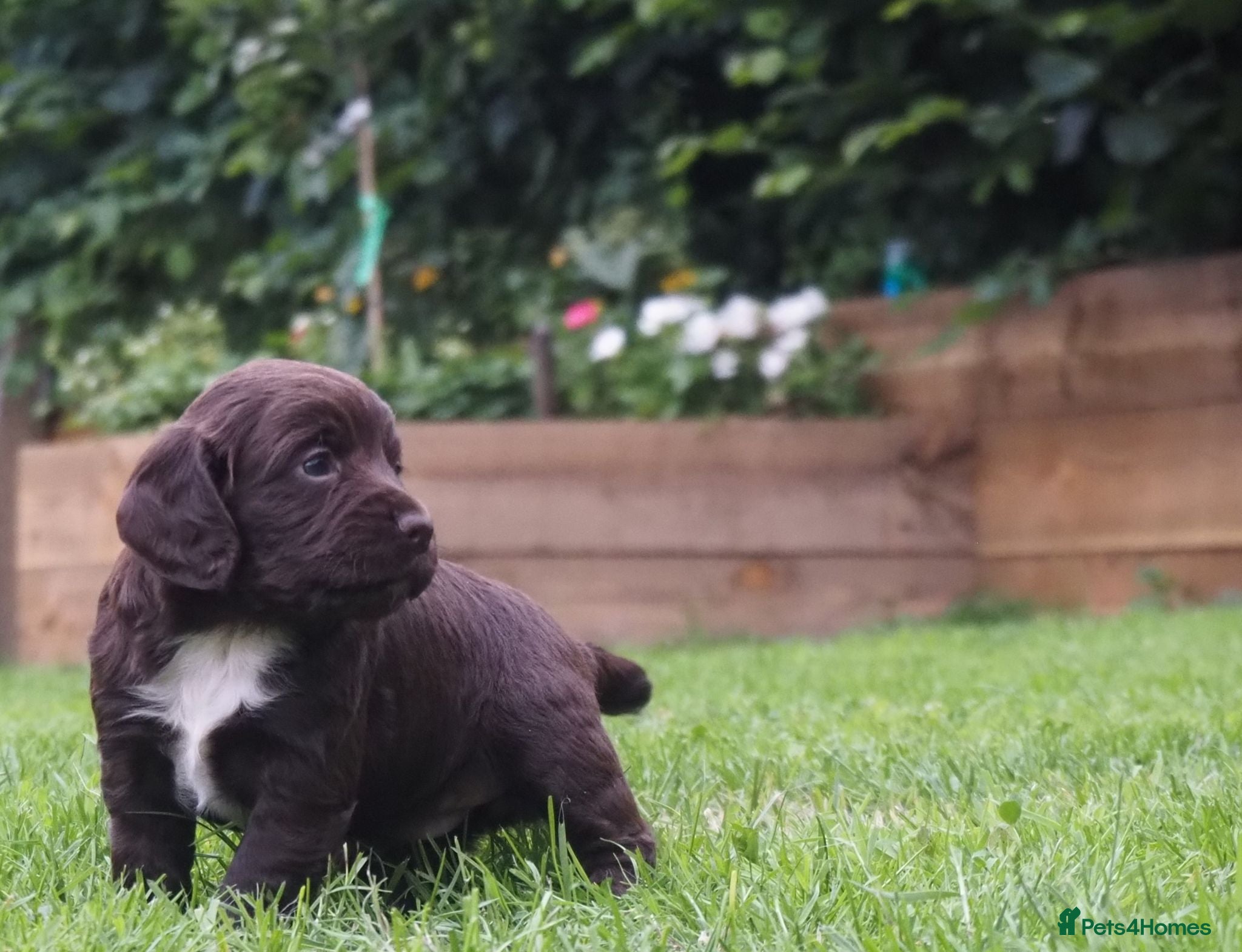 Cocker Spaniel dogs KC registered Working Cockers- Maesydderwen bred - Advert 1
