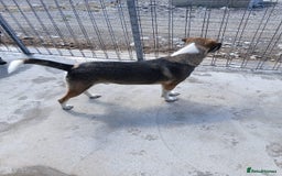 Mixed Breed dogs for adoption: Denver, 2 yrs approx. Available for adoption. - Image 11