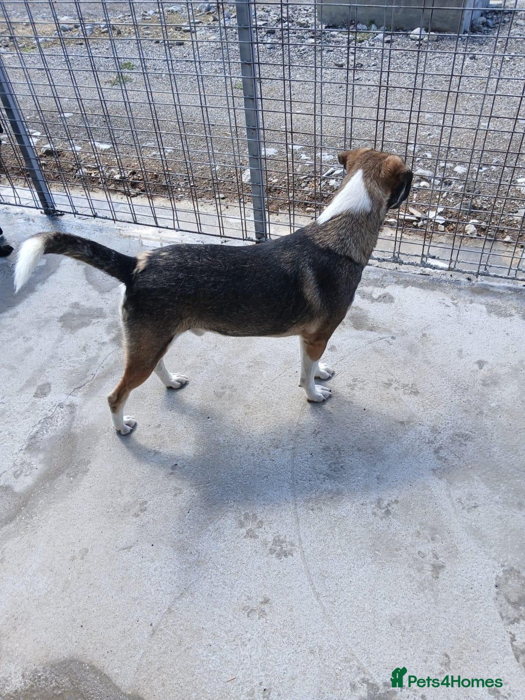Mixed Breed dogs for adoption: Denver, 2 yrs approx. Available for adoption. - Image 11