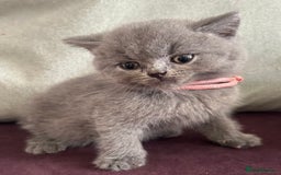 British Shorthair cats for sale: pedigree GCCF kittens available in 2 weeks time! - Image 16