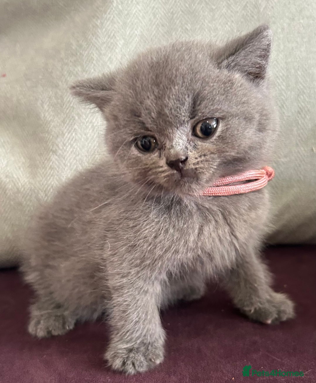 British Shorthair cats for sale: pedigree GCCF kittens available in 2 weeks time! - Image 16