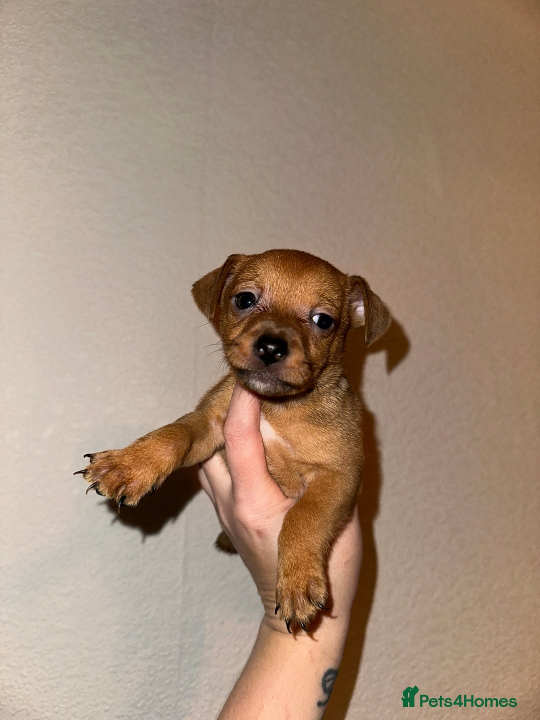 Jack Russell dogs for sale: Jack Russel puppies ready now! Dob is wrong - Image 9