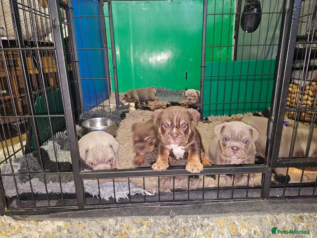 English Bulldog dogs for sale: English bulldog pups for sale - Advert 10