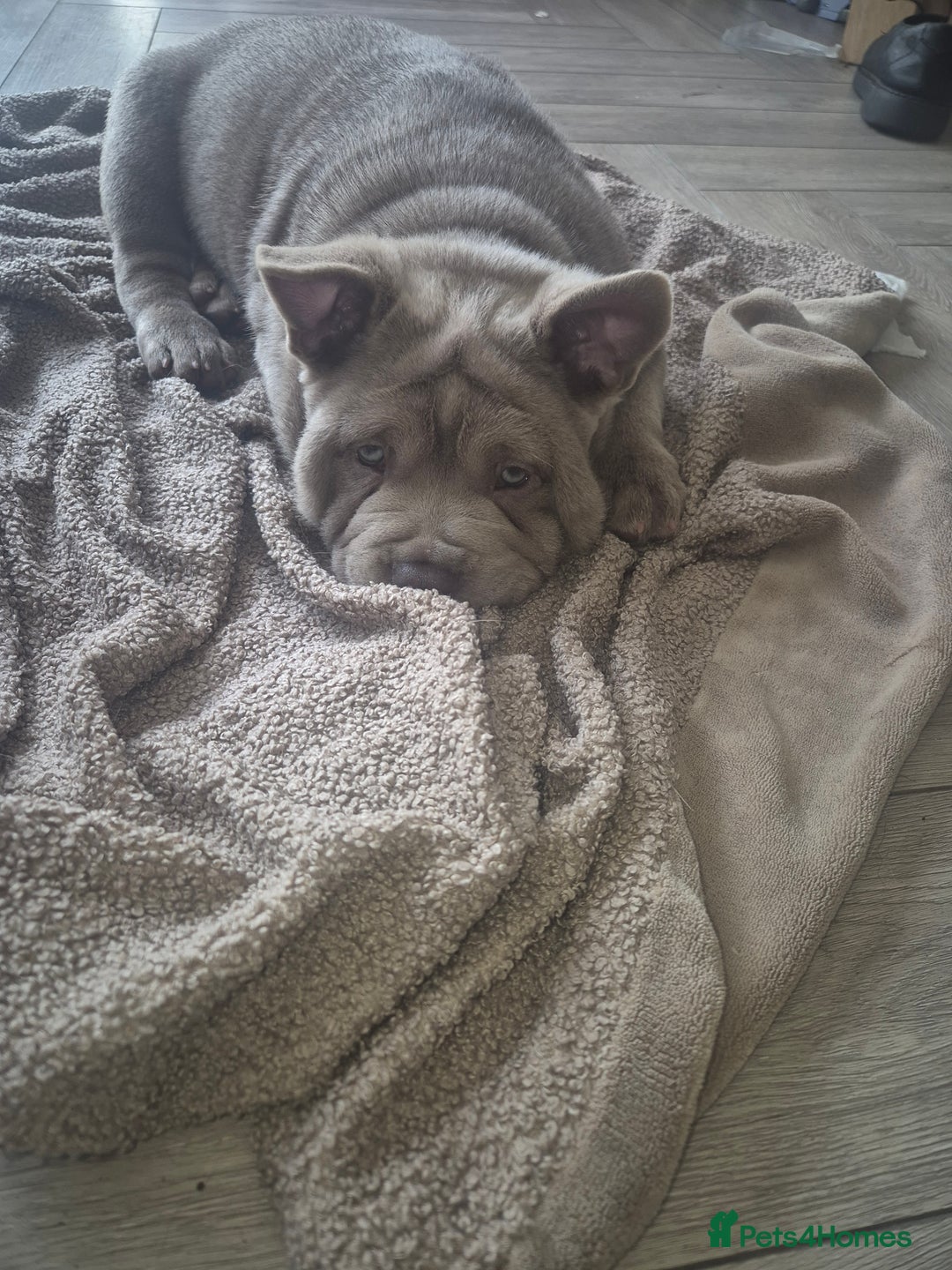 Mixed Breed dogs for sale: Chowxfrenchie Ready for new homes** - Image 1