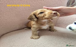 Cocker Spaniel dogs for sale: Beautiful cocker spaniels  - Image 7