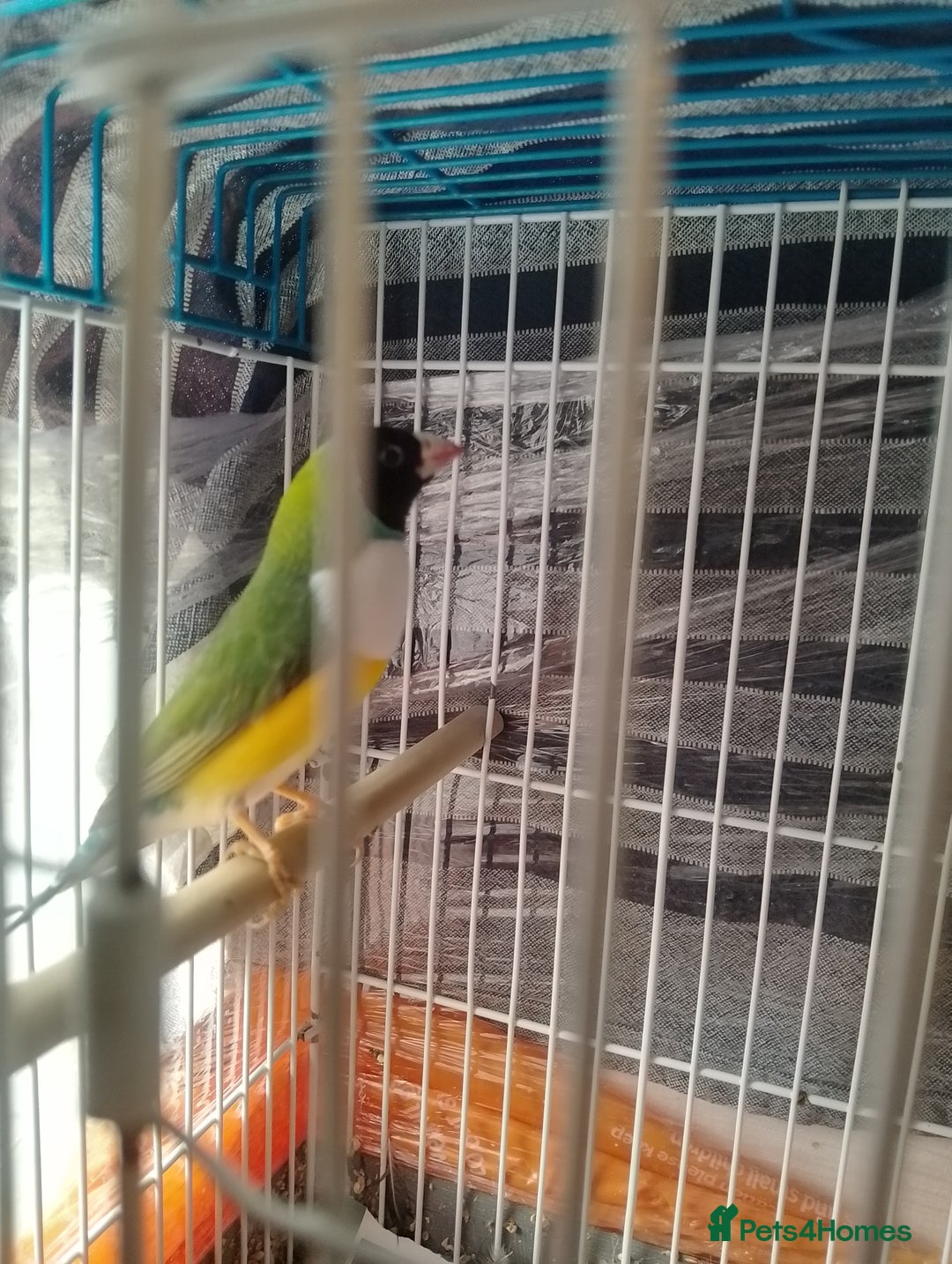 Finches birds for sale: Gouldian finches and parrotlet for sale  - Advert 5
