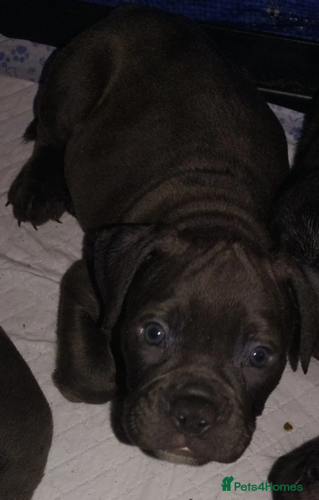 Olde English Bulldogge dogs for sale: Olde englsih bulldog puppy ready to leave  - Advert 16
