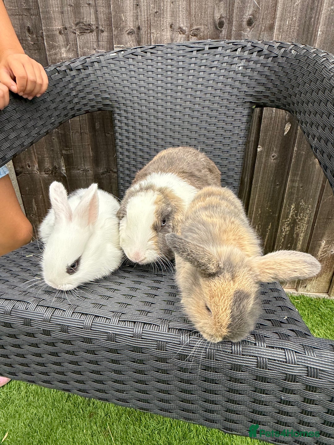 Mini Lop rabbits for sale: Mini Lop Rabbit  - Image 9