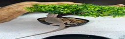 Bearded Dragon reptiles for sale: Hypo snow zero bearded dragon and viv - Advert 3