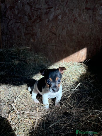 Jack Russell dogs - Advert 15