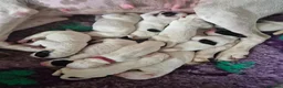 Pointer dogs for sale: Teisgol pointers puppies - Advert 2