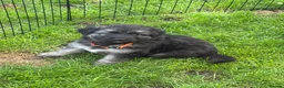German Shepherd dogs for sale: Long haired Chunky GSD puppies in Downham Market - Advert 4