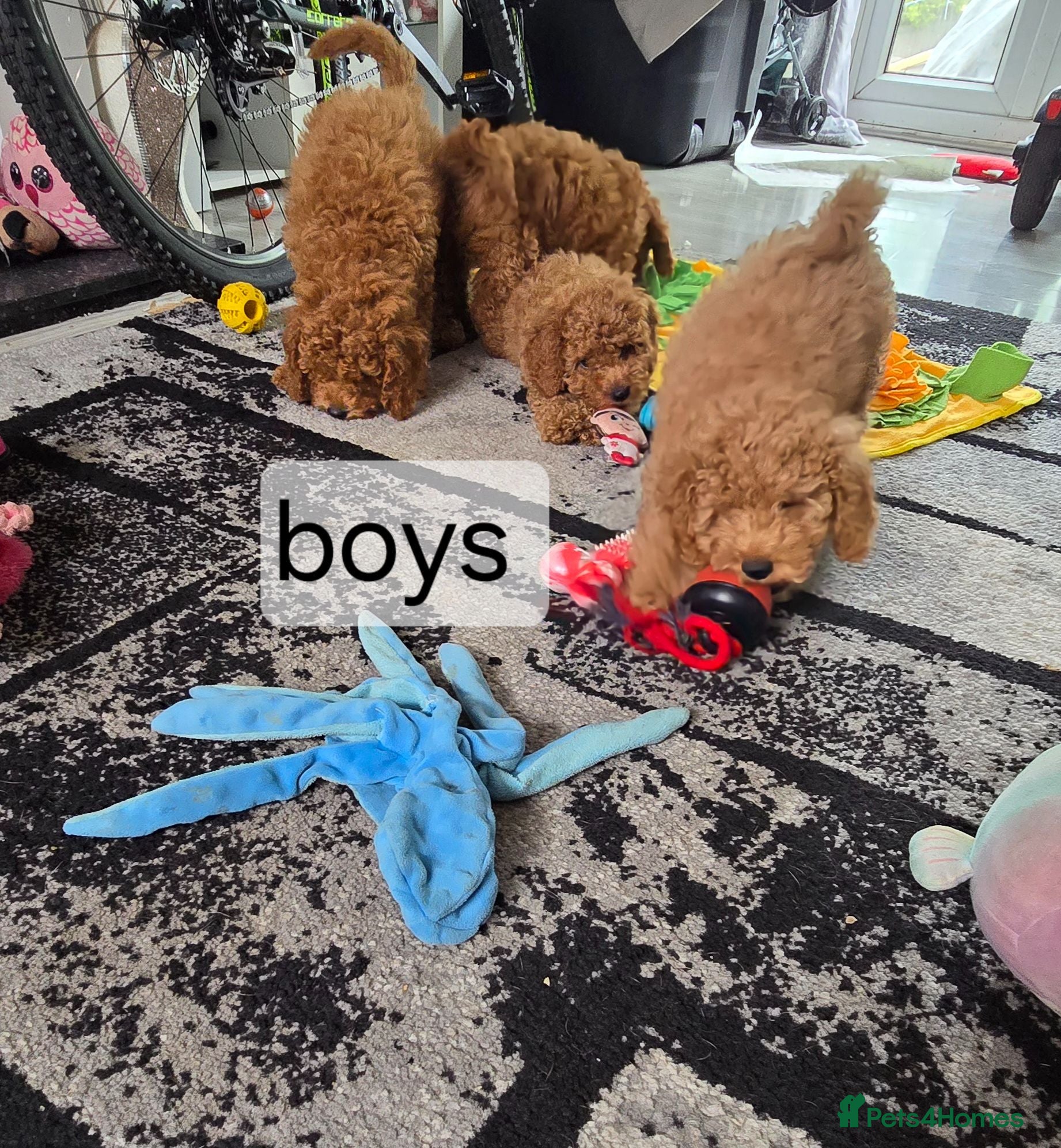 Cavapoo dogs BOYS ONLY cavapoo pups ready to leave  - Advert 2
