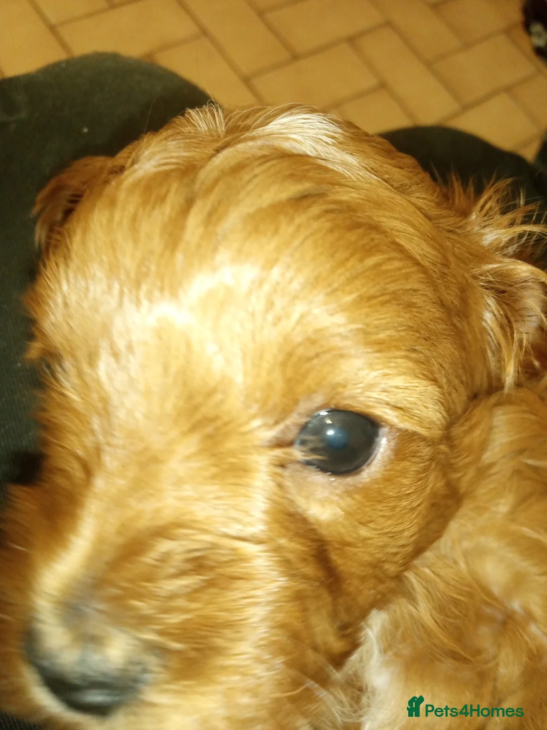 Cavapoo dogs for stud: NOW PROVEN Fully health tested cavapoo for stud in Ilkeston - Advert 6