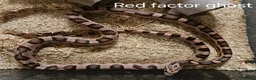 Corn Snake reptiles for sale: Various Corn Snakes for Sale  - Advert 2