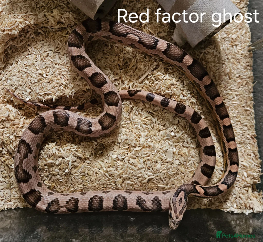 Corn Snake reptiles for sale: Various Corn Snakes for Sale  - Advert 2