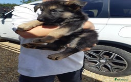 German Shepherd dogs for sale: german shepherd pups - Image 4
