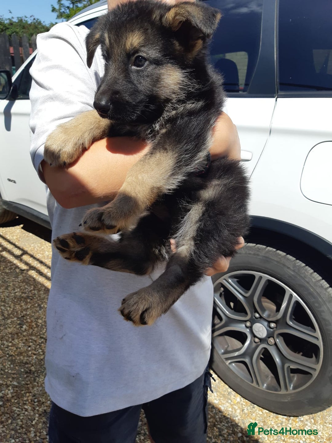 German Shepherd dogs for sale: german shepherd pups - Image 4