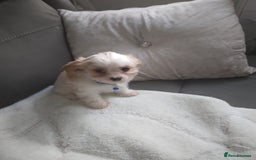 Cavapoo dogs for sale: Cavapoo - Advert 3